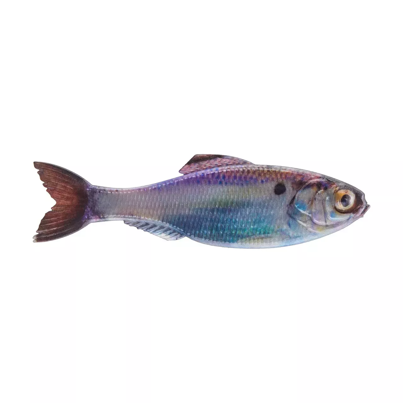 6th Sense Panorama 3.5″ Live Gizzard Shad