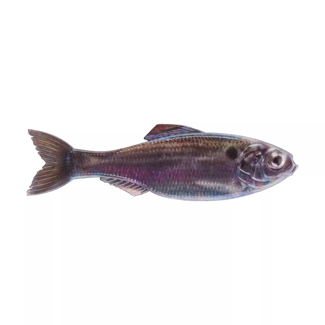 6th Sense Panorama 5″ Live Threadfin